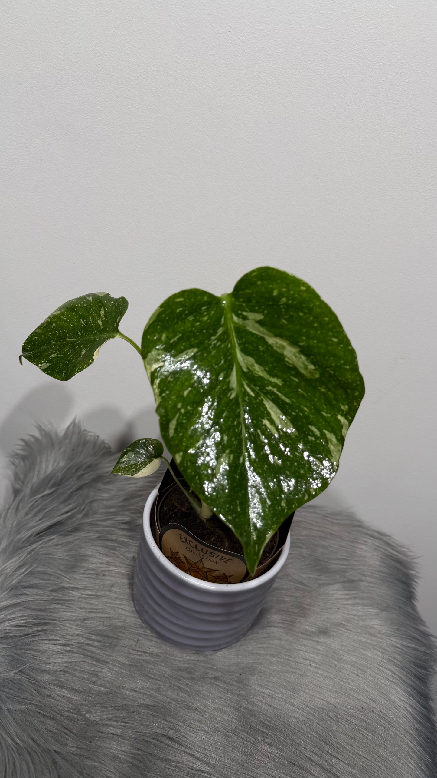 Monstera Thai Constellation