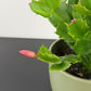 Schlumbergera 3