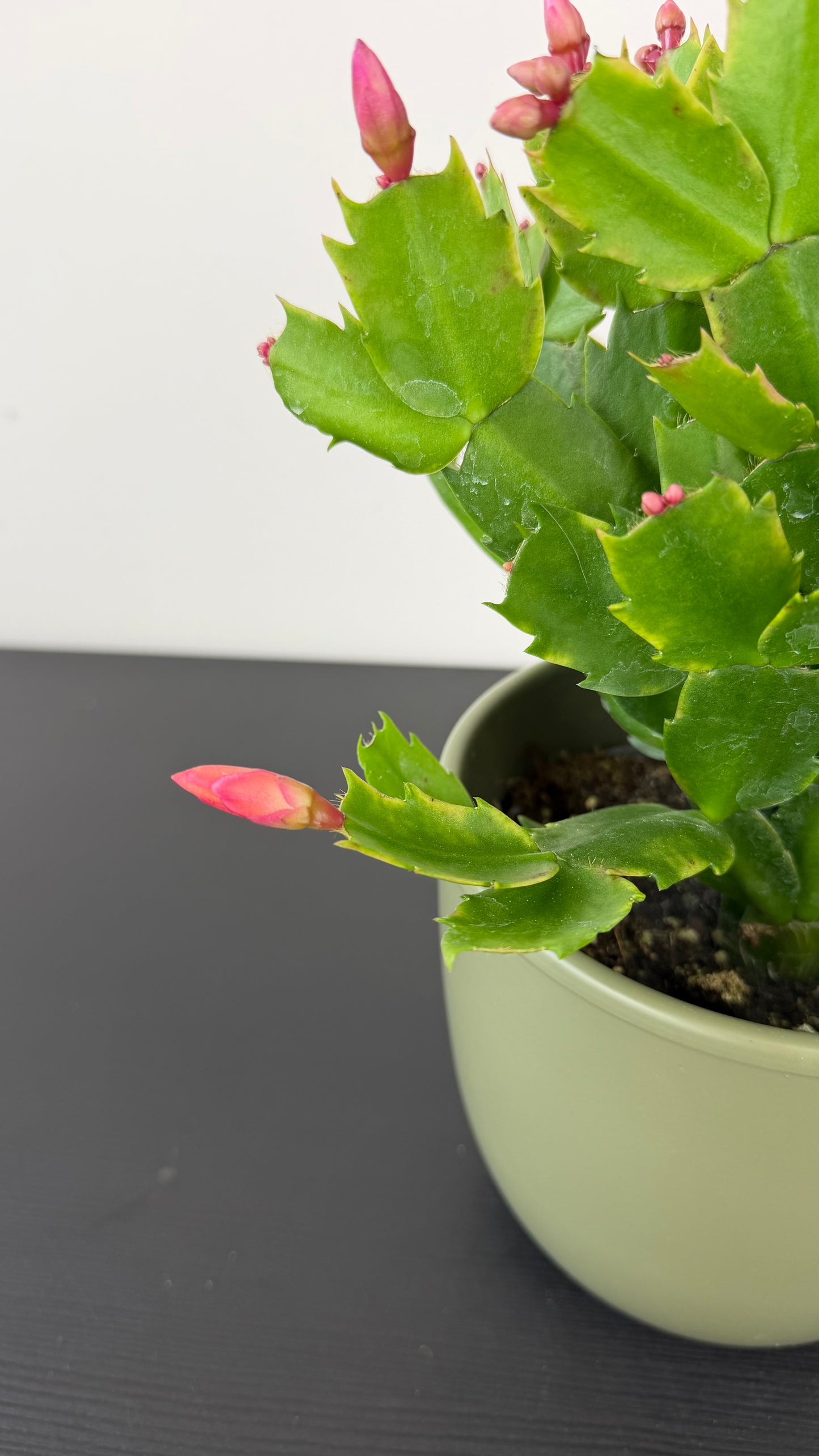 Schlumbergera 3