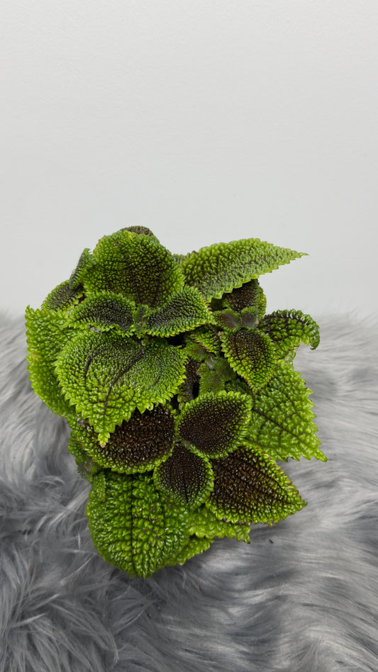Pilea Moon Valley lielās