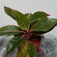 Aglaonema 11