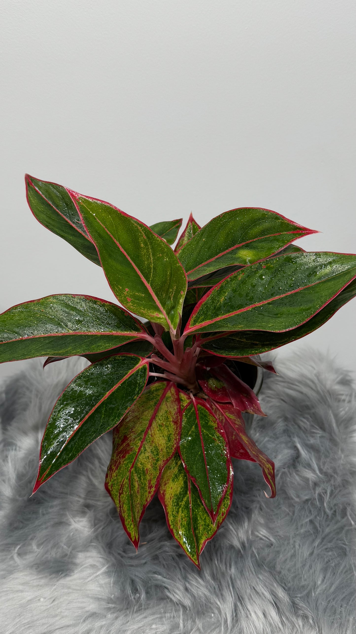 Aglaonema 7