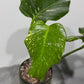 Monstera Thai Constellation 5