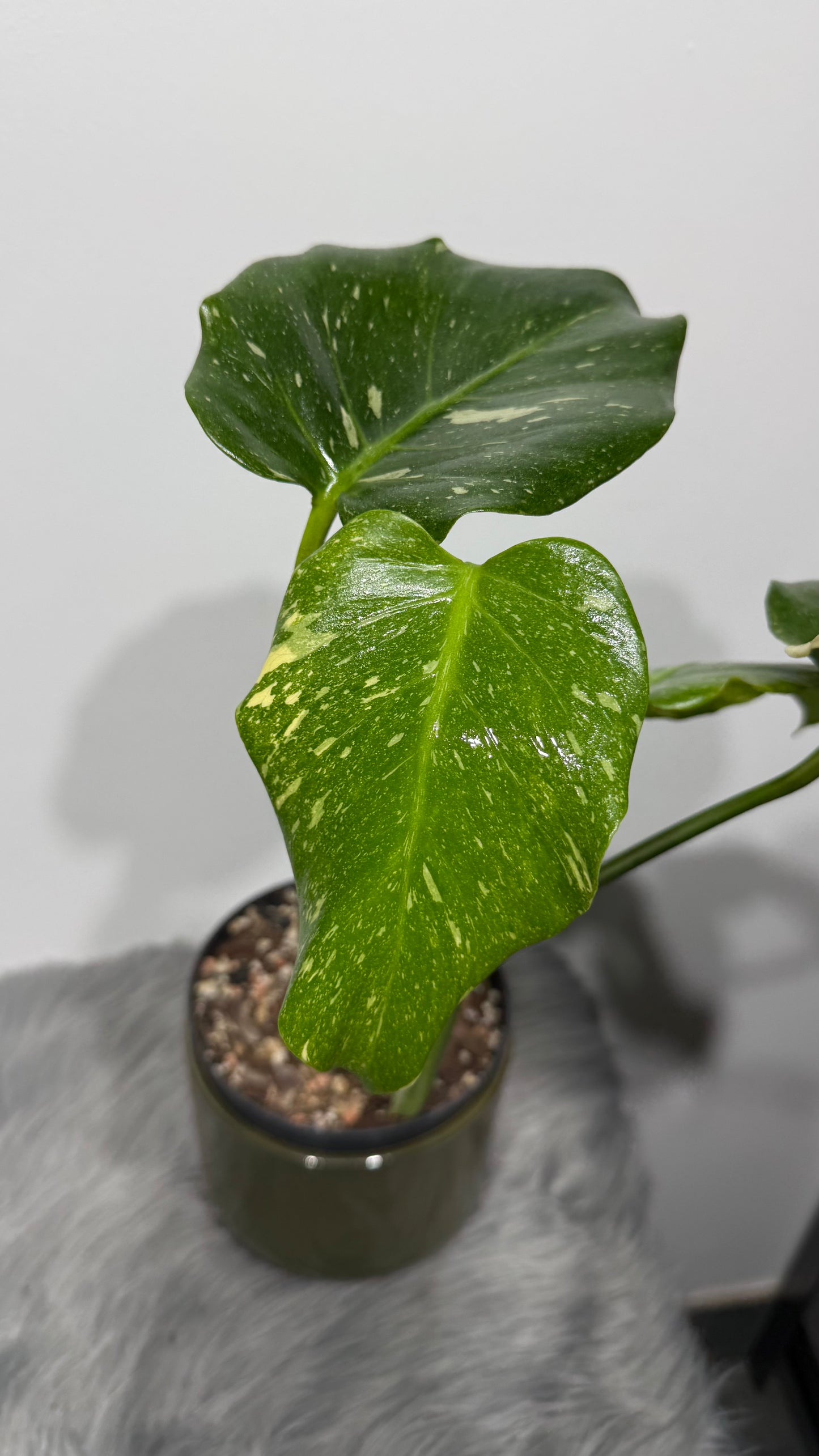 Monstera Thai Constellation 5