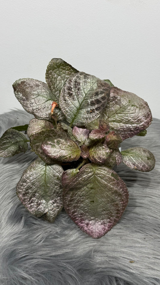 Episcia Tierra Plata