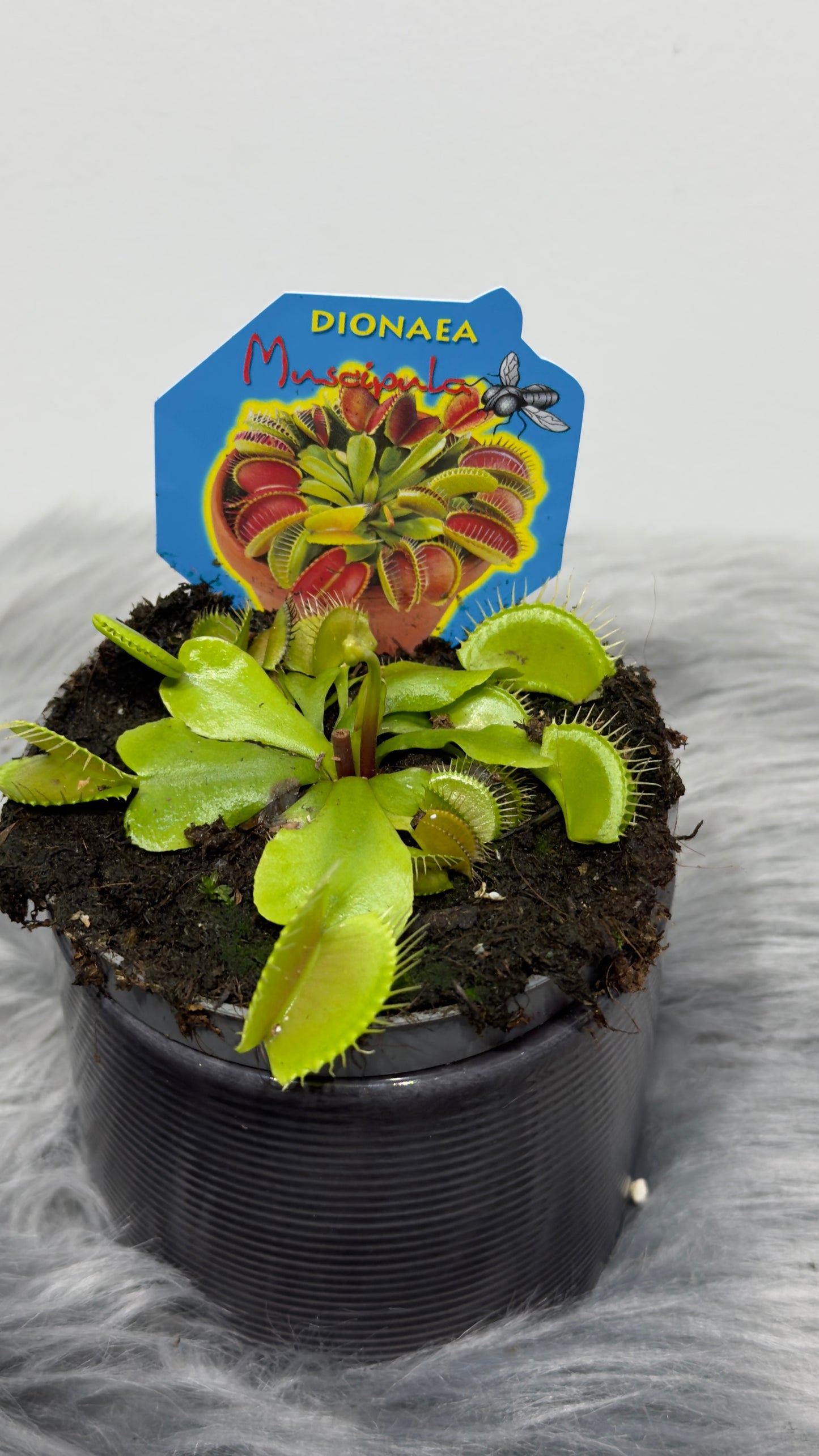 Mušķērājs Dionaea Muscipula