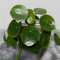 Pilea Peperomoides