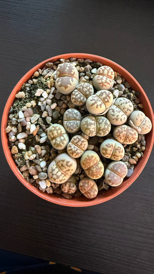 Lithops 5