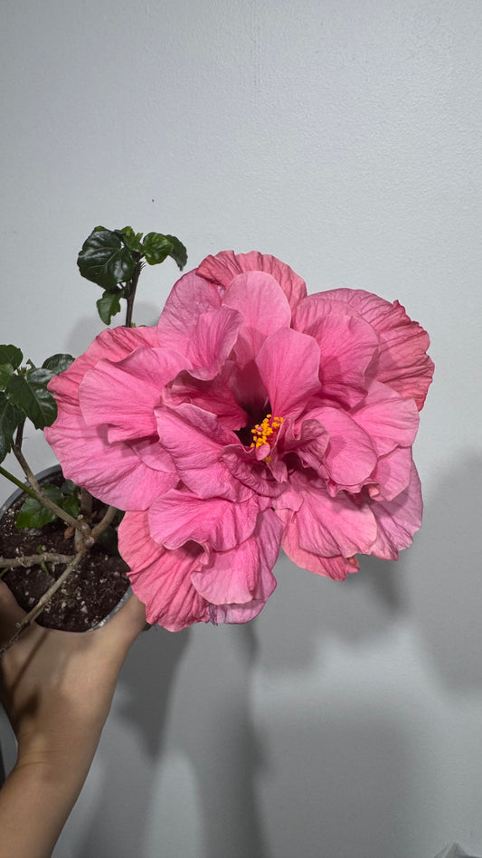 Hibiscus rose double