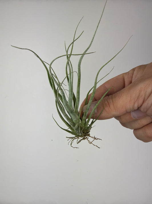 Tillandsia Air plant 10