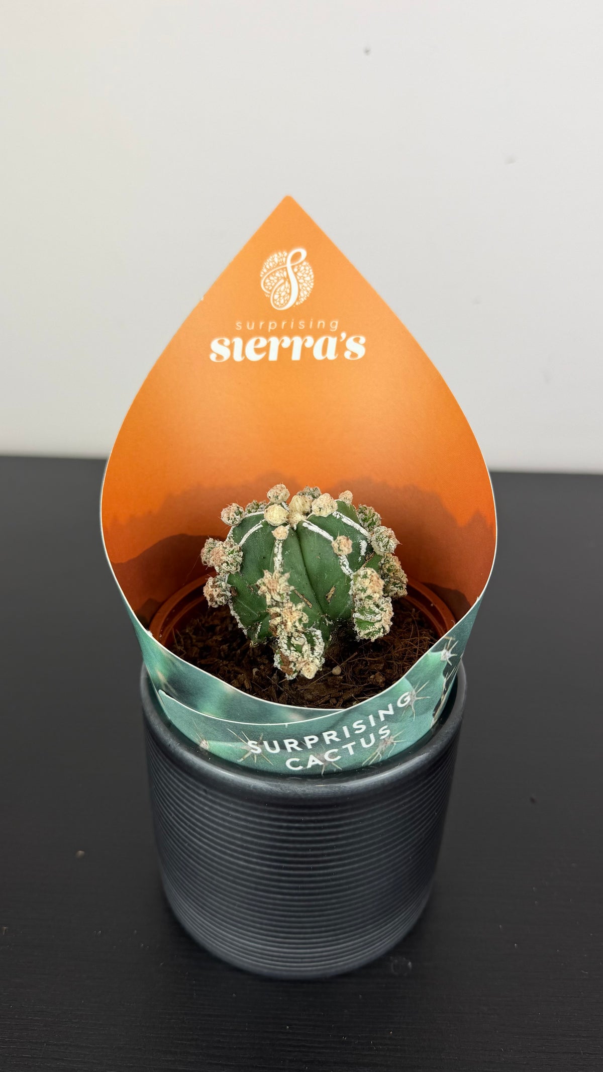 Astrophytum Fukuryu Hakujo
