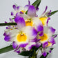Orhideja Dendrobium Nobile 2 SMARŽO
