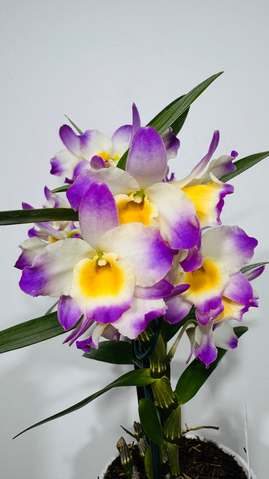 Orhideja Dendrobium Nobile 2 SMARŽO
