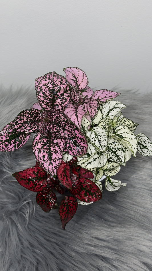Hypoestes