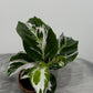 Calathea Fusion White