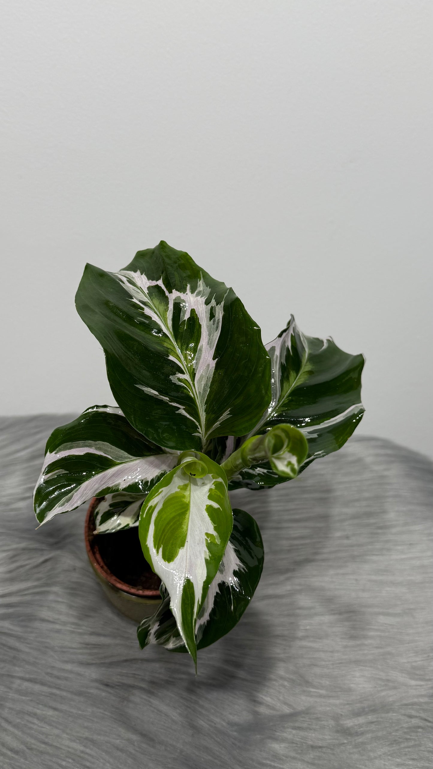 Calathea Fusion White