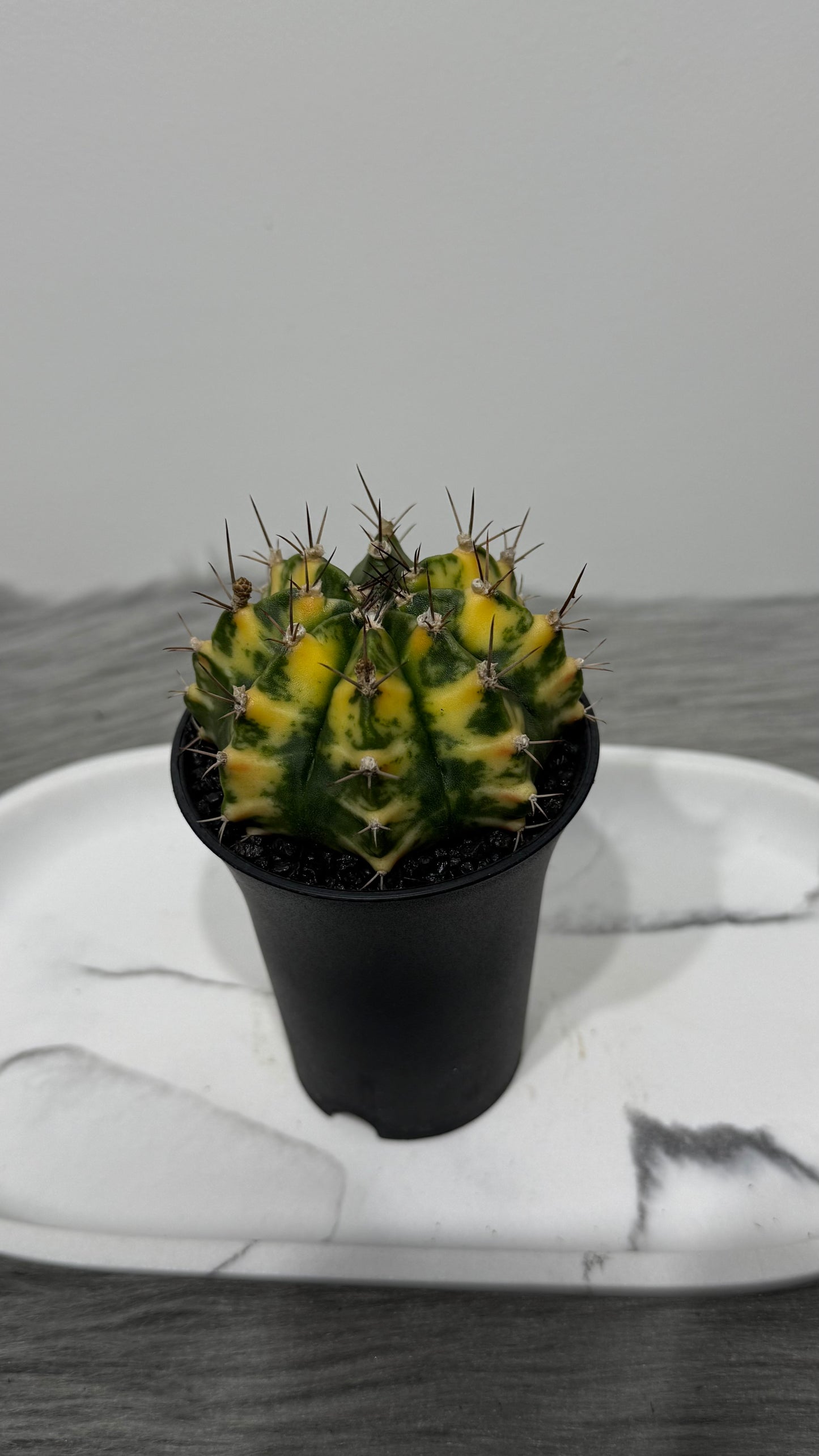 Gymnocalycium mihanovichii variegata