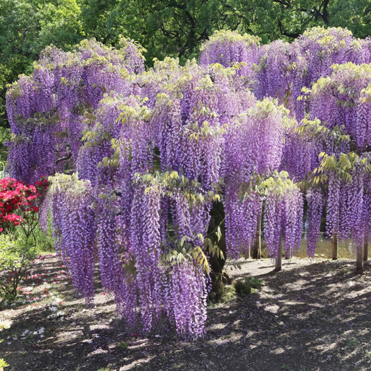 Wisteria Amethyst Fall