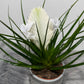 Tillandsia Biancini