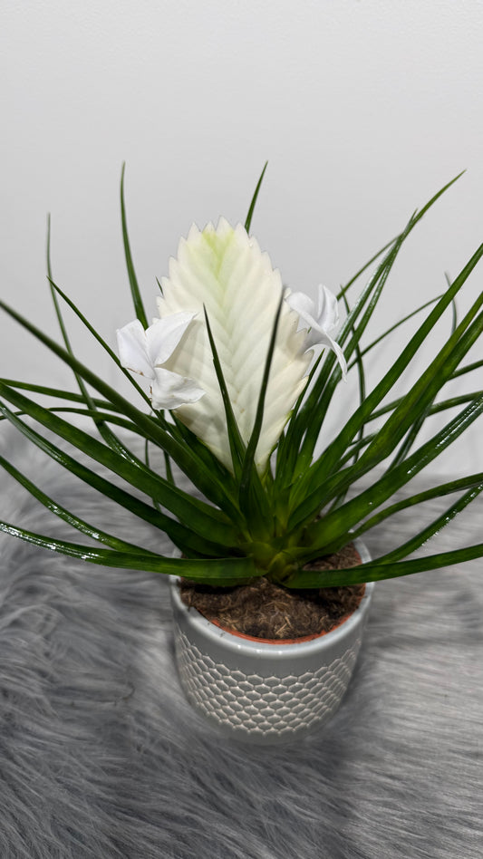 Tillandsia Biancini