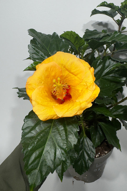 Hibiscus dzeltens