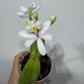 Orhideja Epidendrum 5