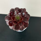 Aeonium 2