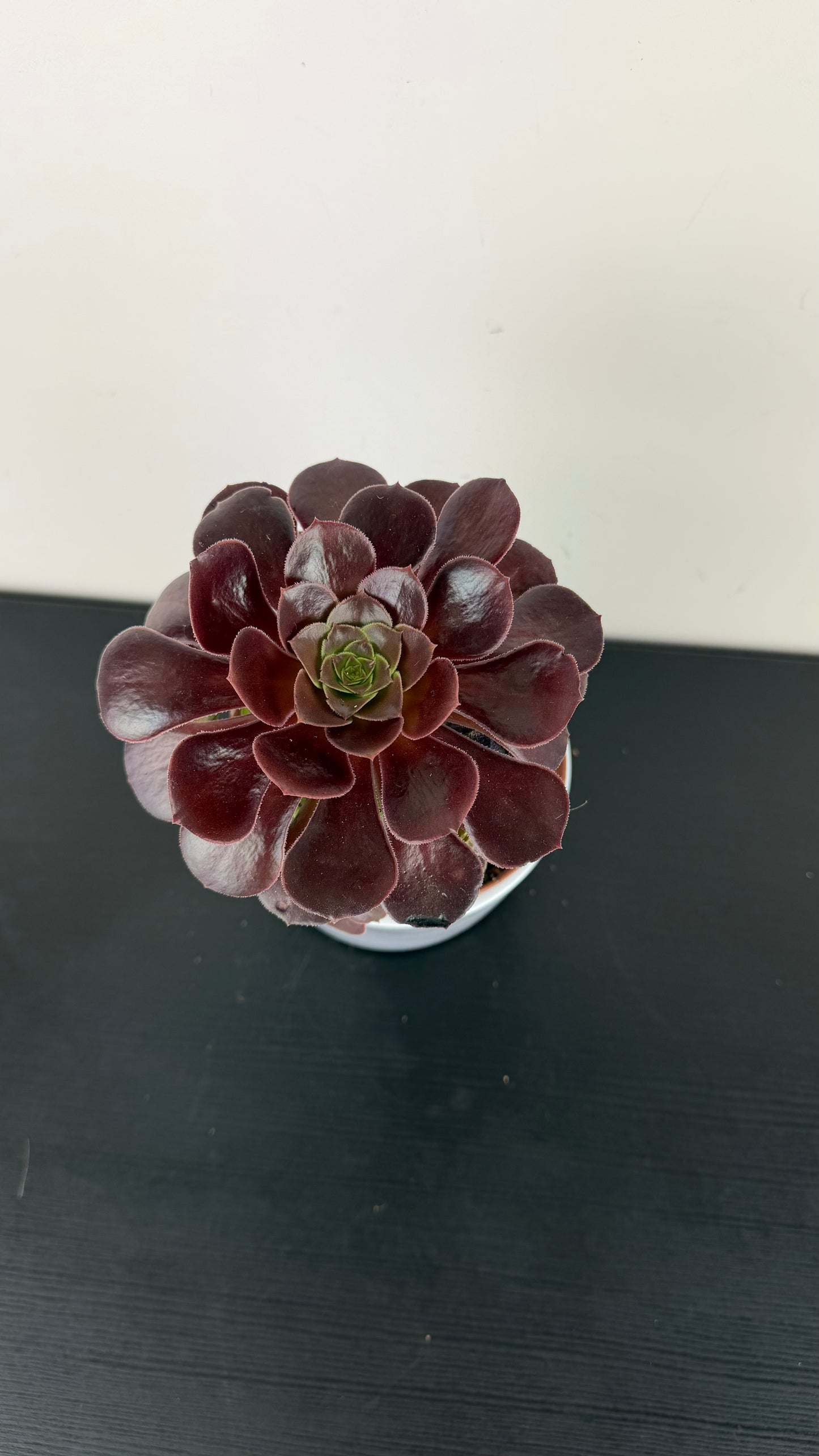 Aeonium 2