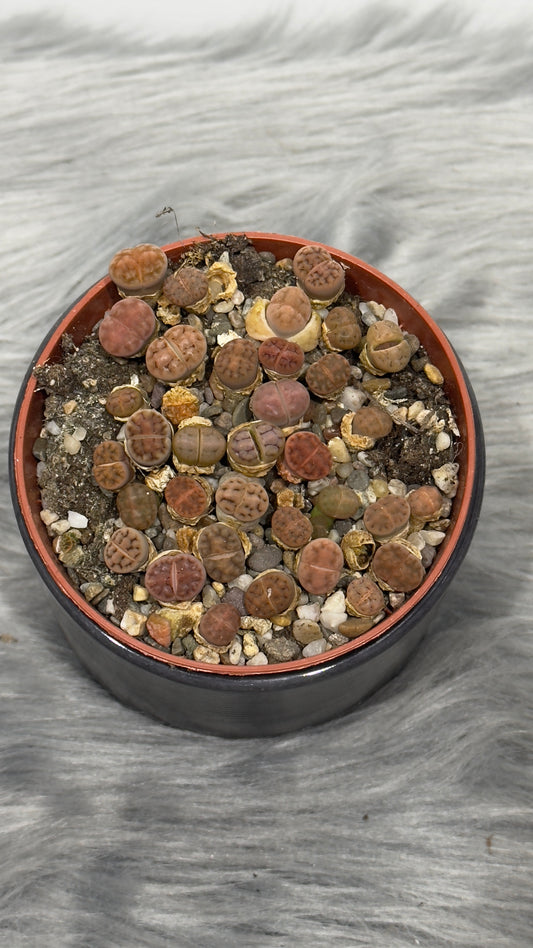 Lithops 2