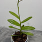 Orhideja Epidendrum 6