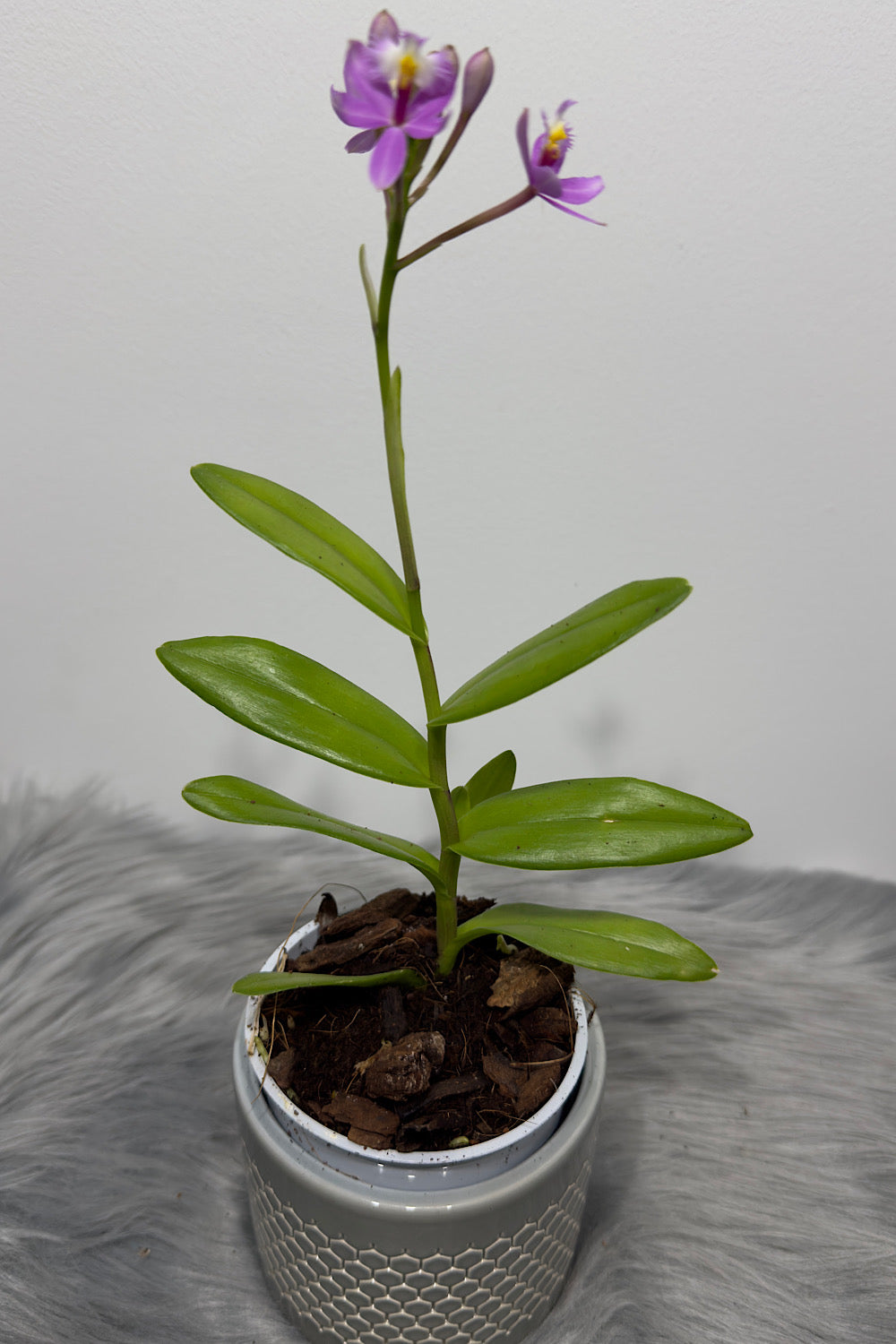 Orhideja Epidendrum 6