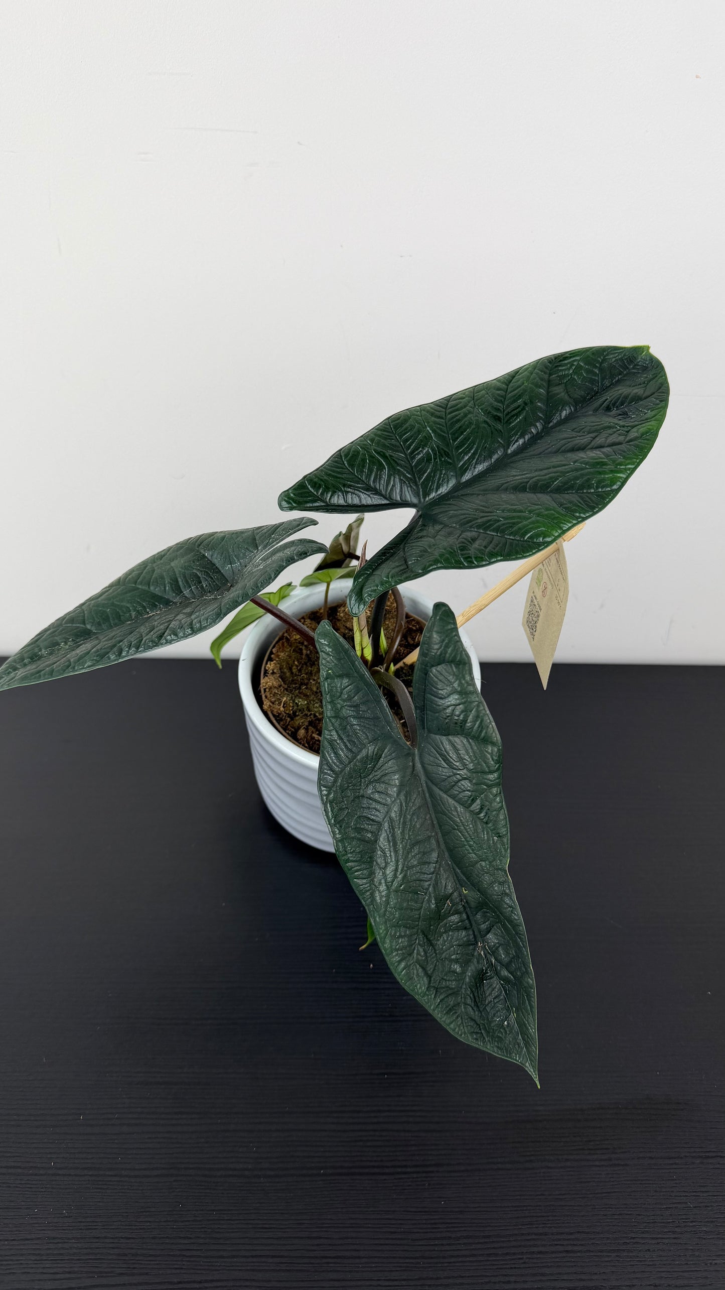 Alocasia Scalprum