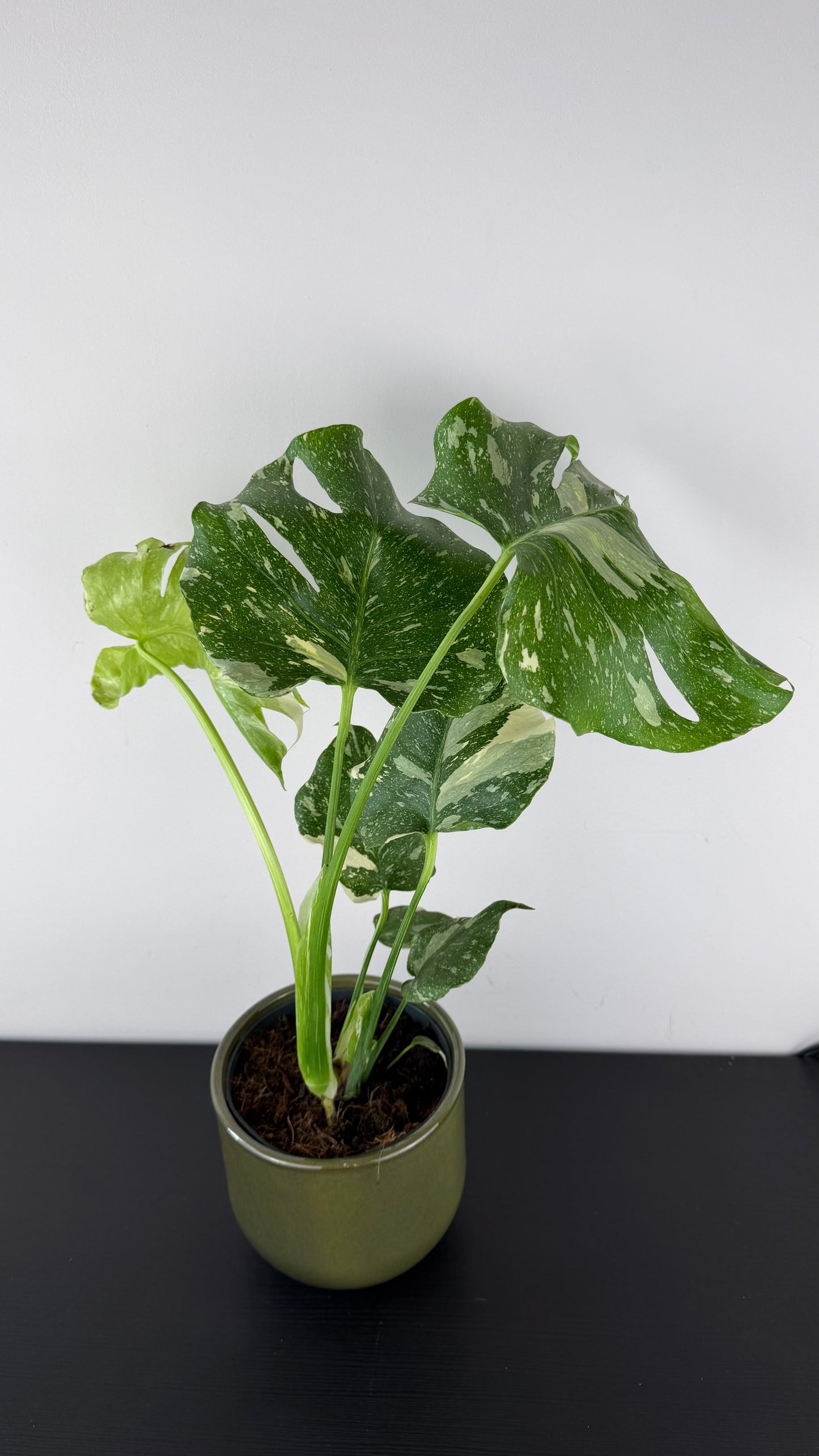 Monstera Thai Constellation