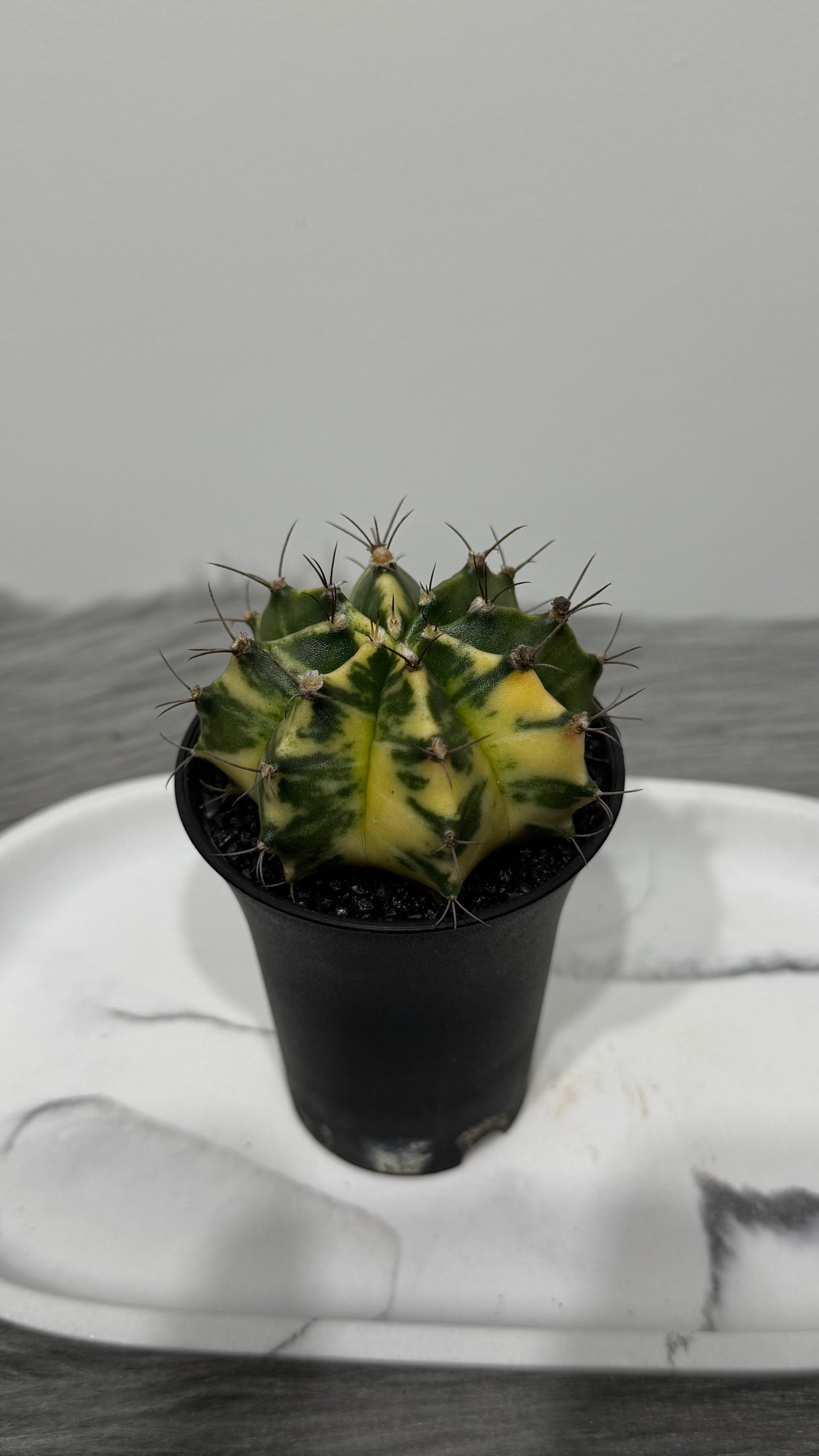 Gymnocalycium mihanovichii variegata