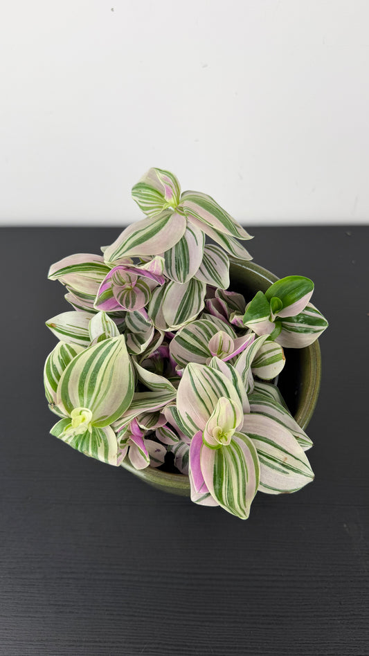 Tradescantia Nanouk