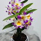 Orhideja Dendrobium Nobile 2 SMARŽO