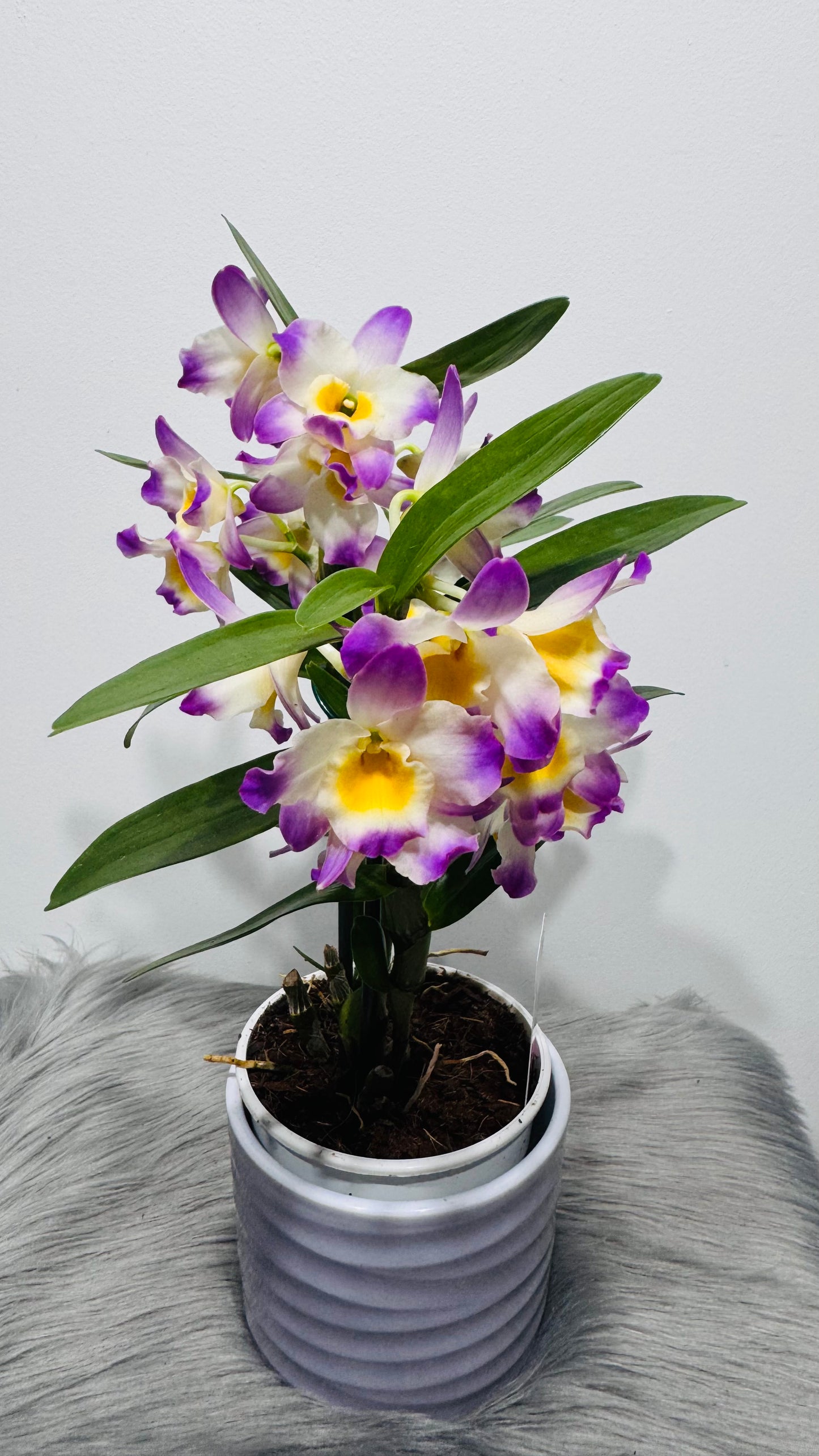 Orhideja Dendrobium Nobile 2 SMARŽO