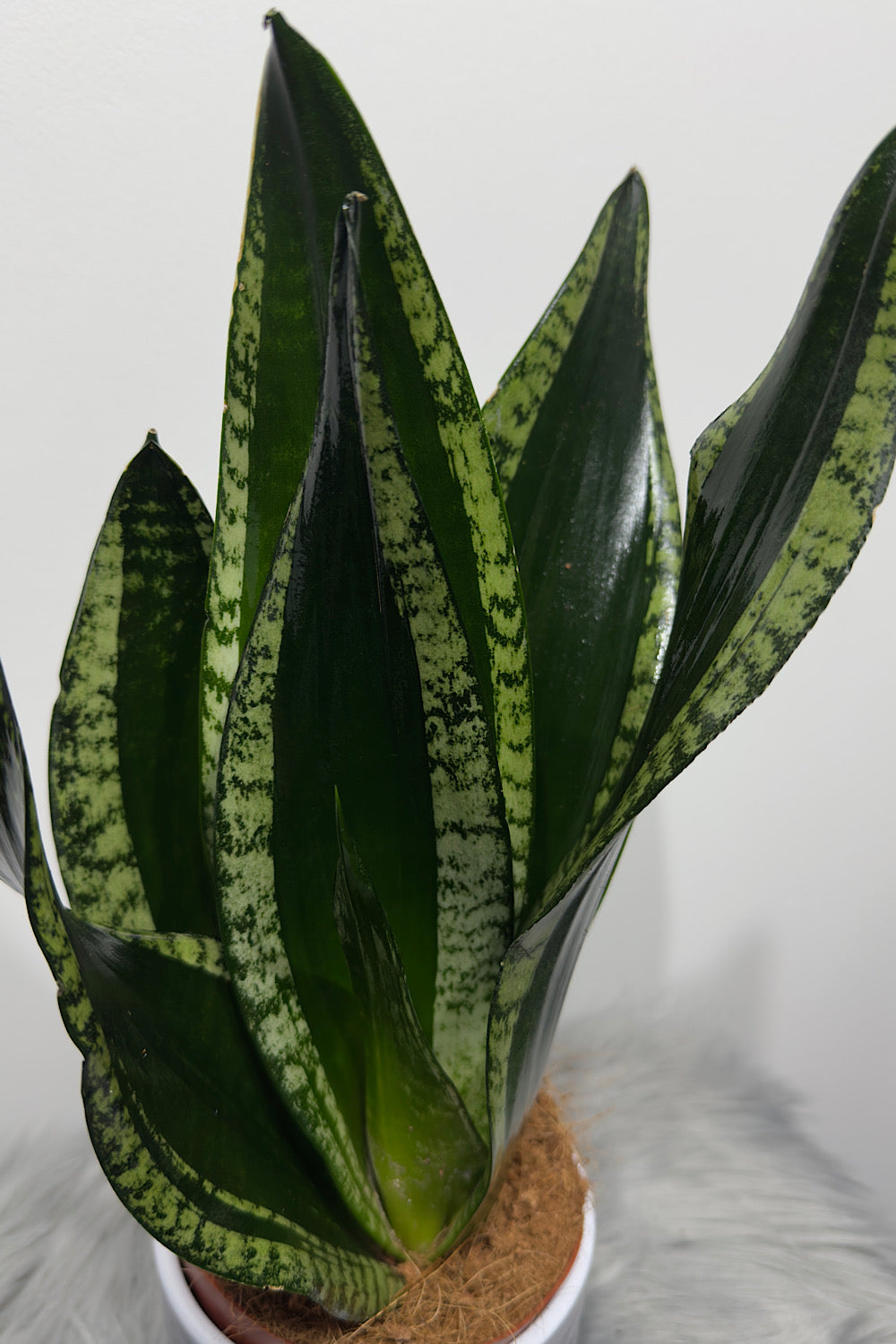 Sansevieria trifasciata Whitney