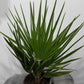 Chamaerops Humilis