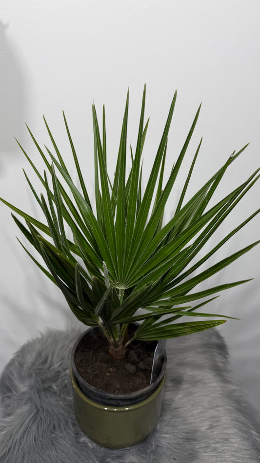 Chamaerops Humilis