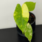 Alocasia Gageana Aurea