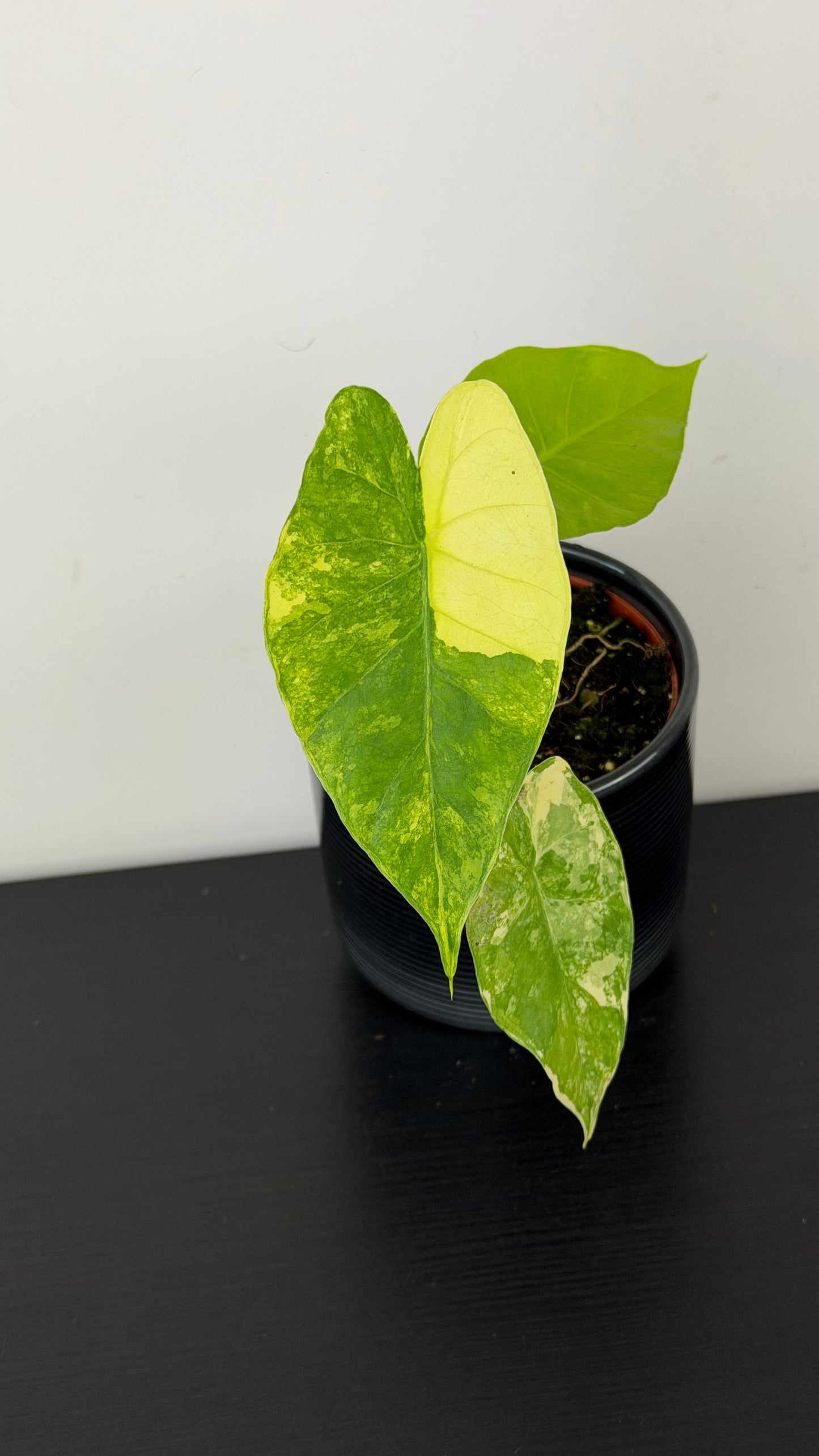 Alocasia Gageana Aurea
