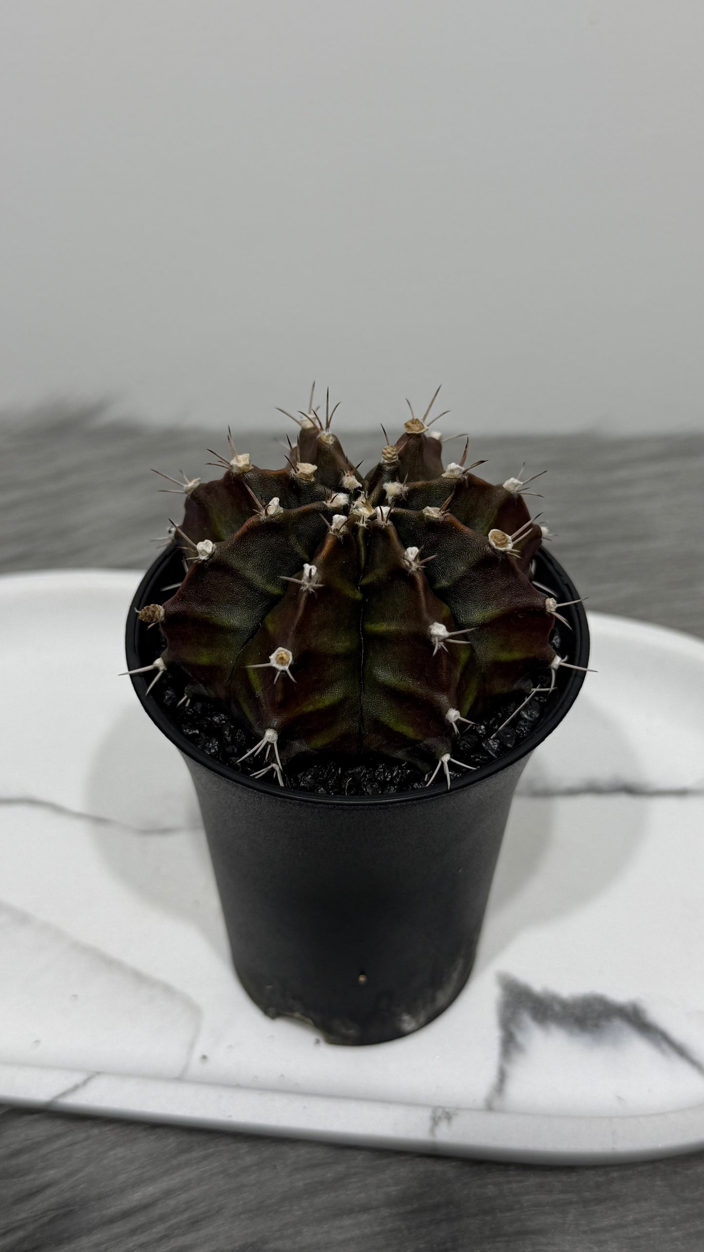 Gymnocalycium Purple Black