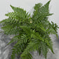Fern 3