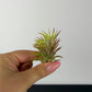 Tillandsia Air plant 7