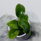 Hoya quinquenervia