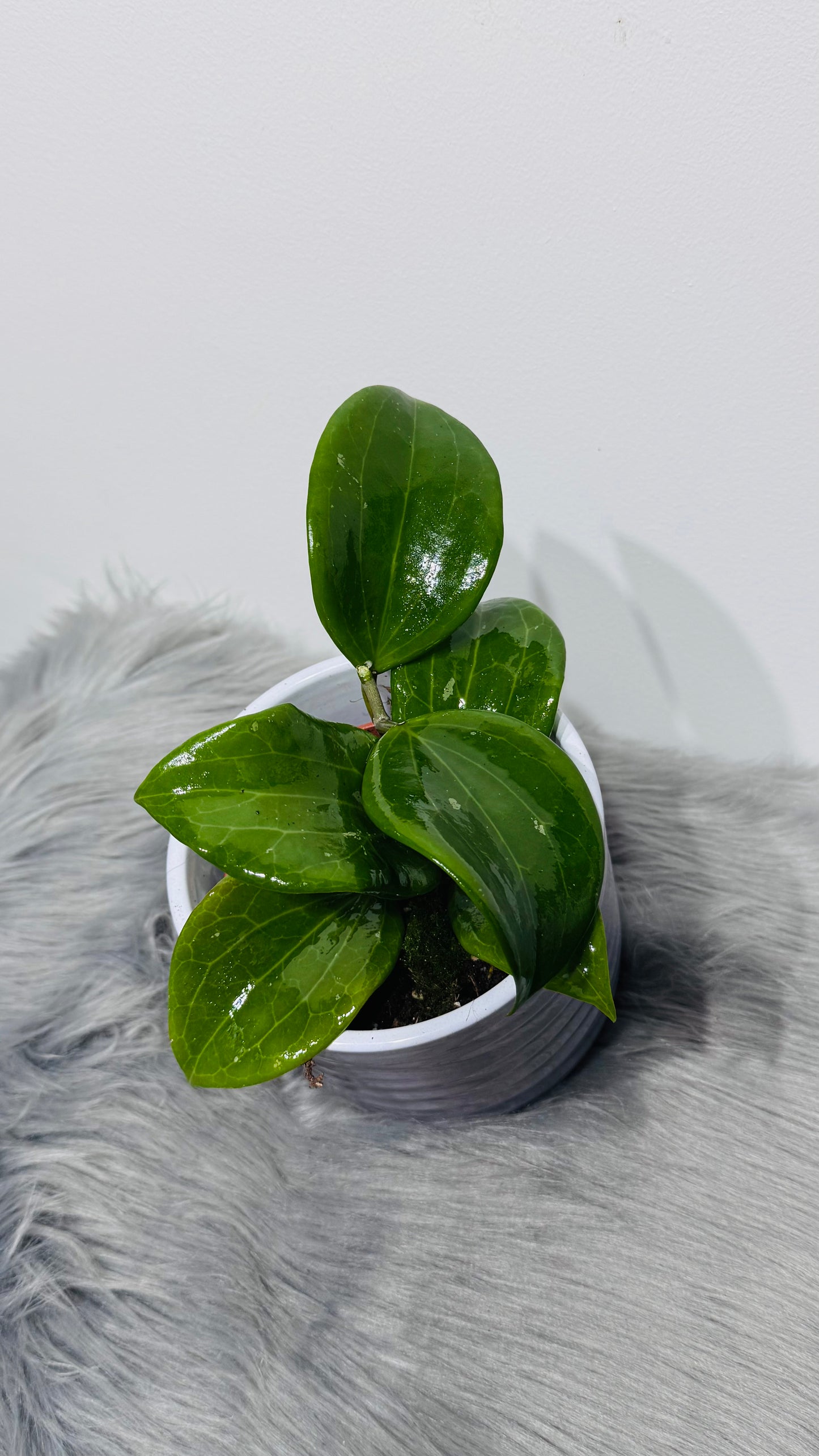 Hoya quinquenervia