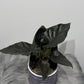 Alocasia Antoro Velvet