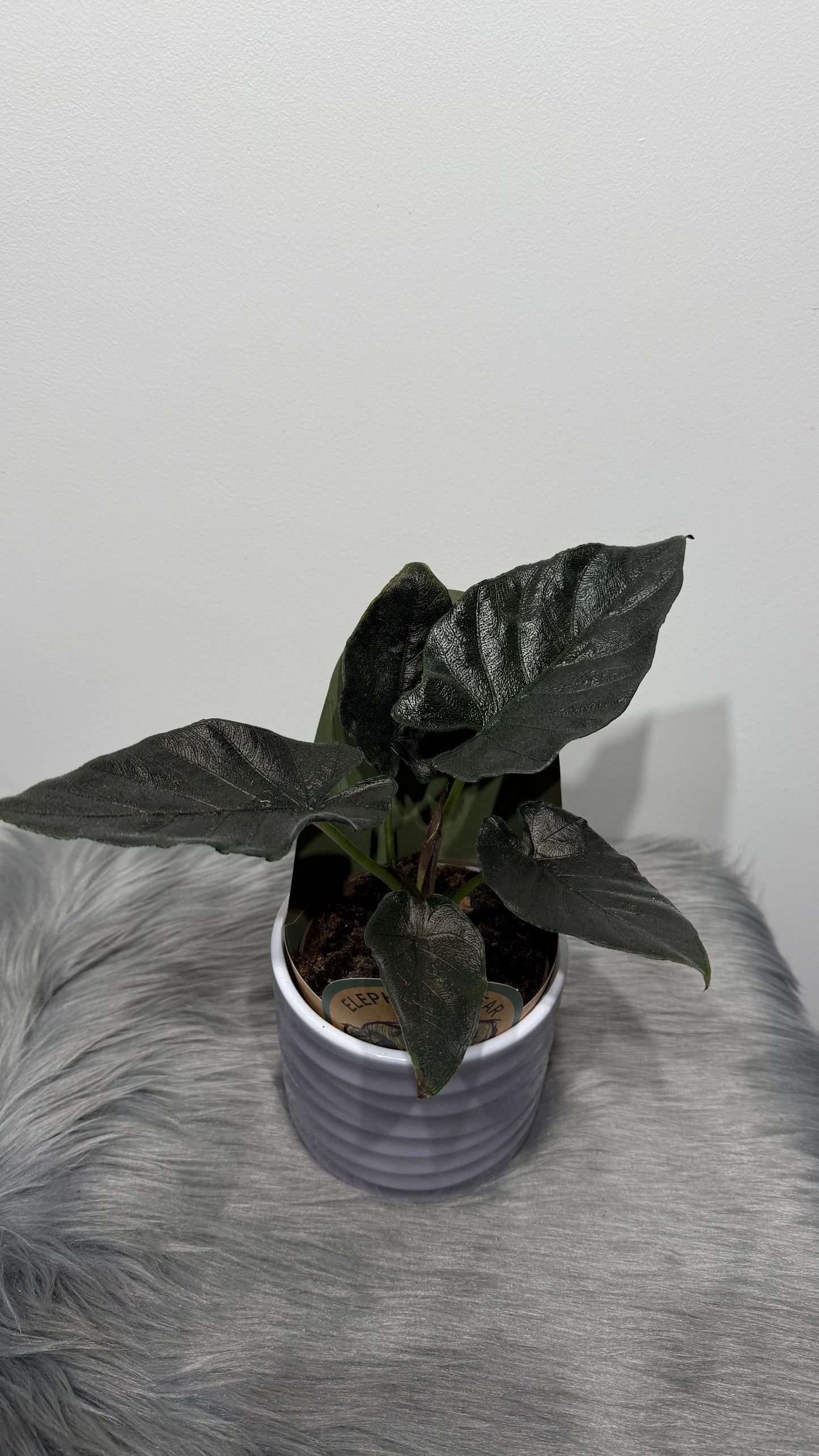 Alocasia Antoro Velvet