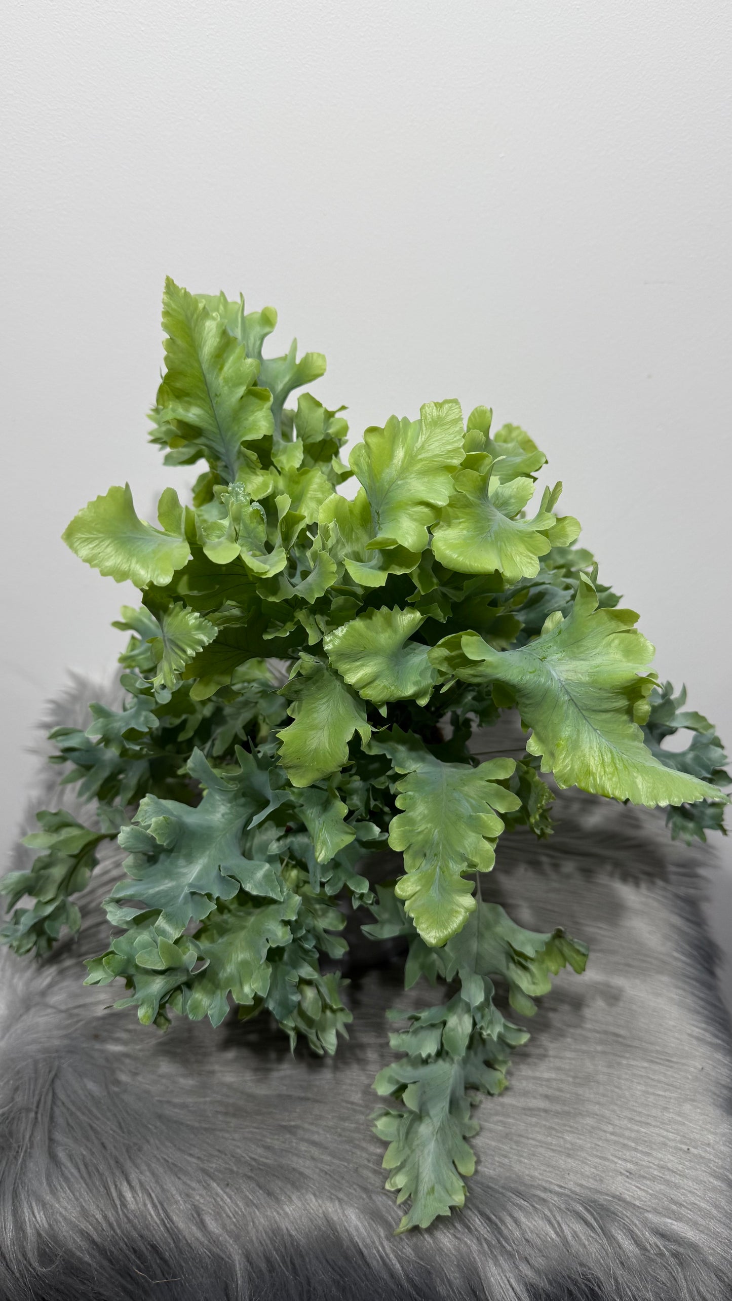 Phlebodium Aureum Davana